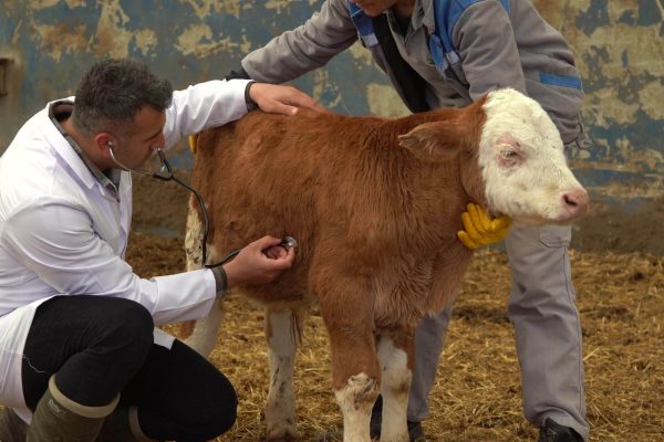 veterinary-calf-treatment-the-vet-is-treating-the-animal-he-listens-and-controls-his-body-with-a-stethoscope-cattle-breeding-farm-video